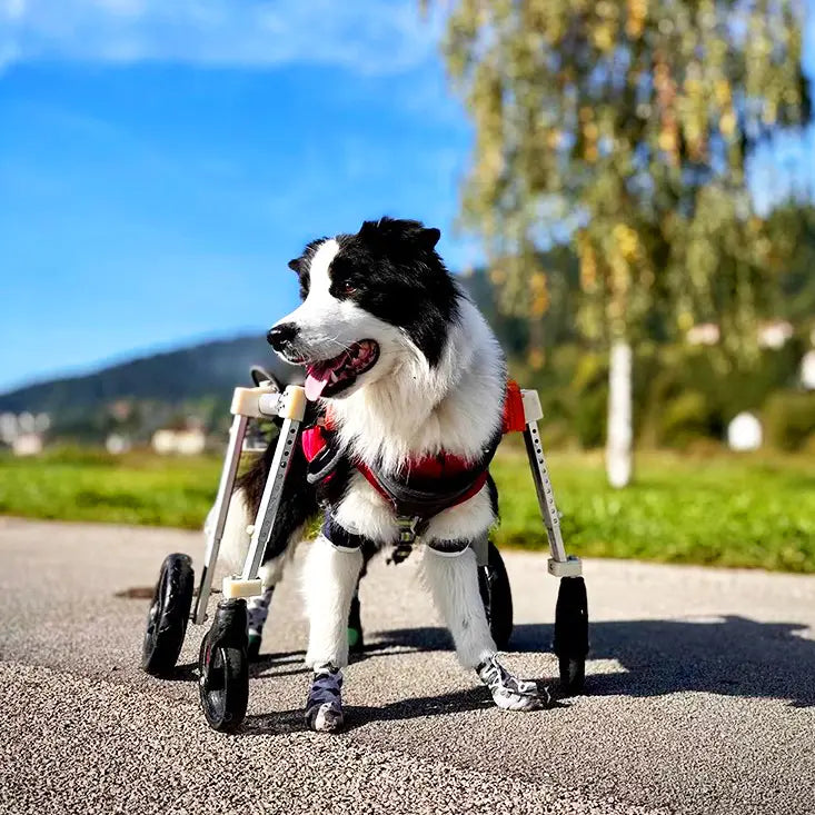 Dog Wheelchair