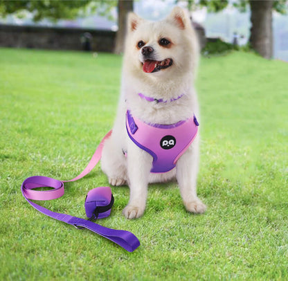 Dog Wearing Collar Leash and Harness Sets for Safe Outdoor Adventures