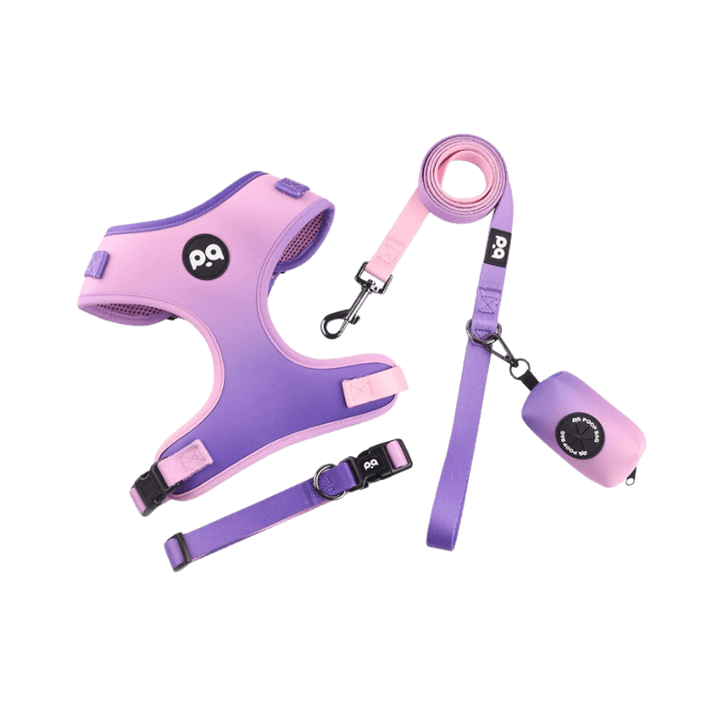 Purple Dog Collar Leash and Harness Sets for Trendy Dogs