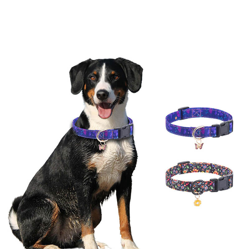 Purple Big Dog Collar on Dog