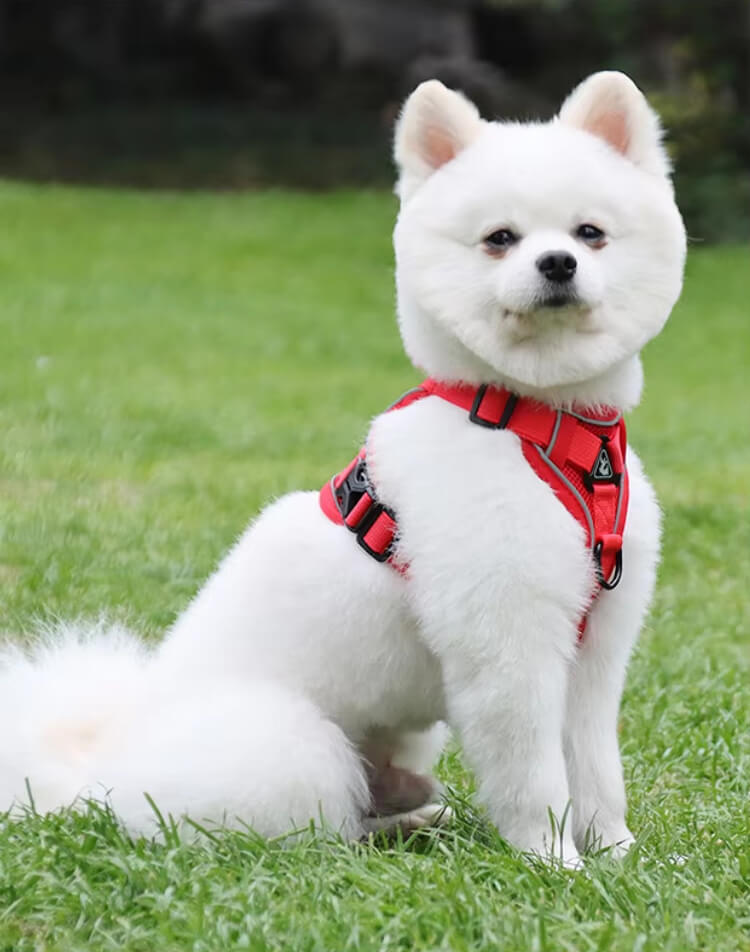 Dog Harness for Small Dogs Worn by a Pet