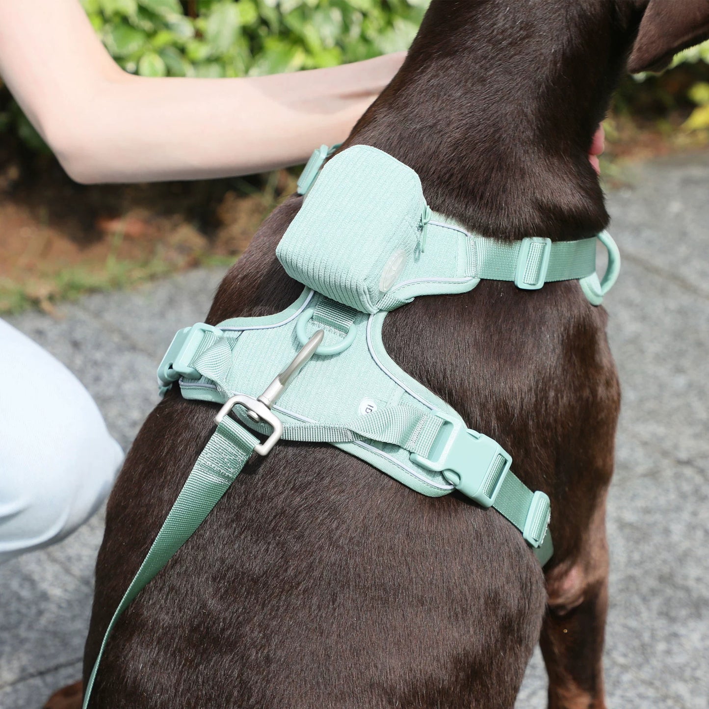 Mint Green Dog Collar and Harness Set in Action - Picture 2