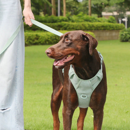 Mint Green Dog Collar and Harness Set in Action - Picture 3