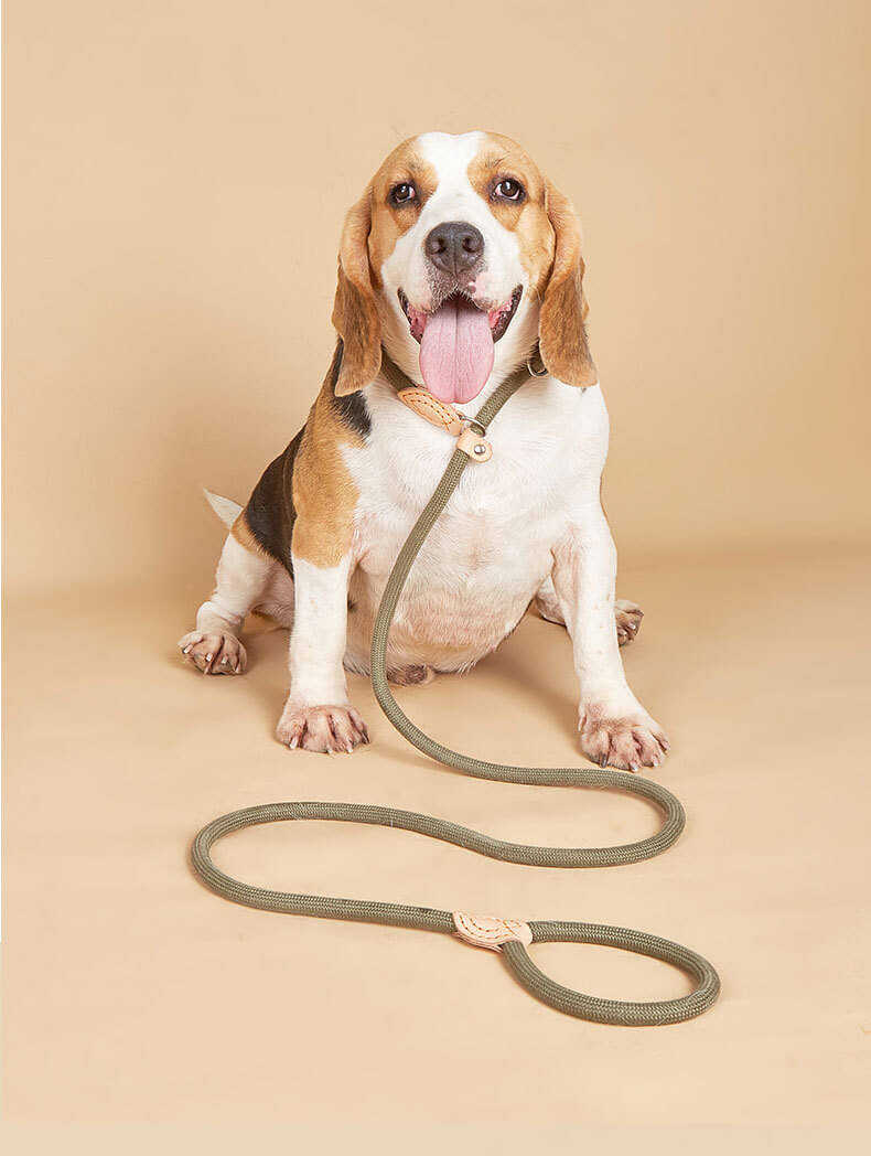 Dog Wearing Slip Leash Demonstrating Fit and Comfort