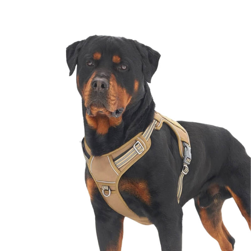 Tactical Dog Harness Worn by Dog in Display